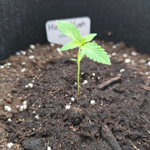 Grow No°1 - Hindu Kush growlog timeline photo