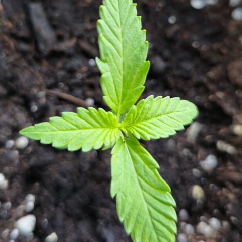 Grow No°1 - Hindu Kush growlog timeline photo