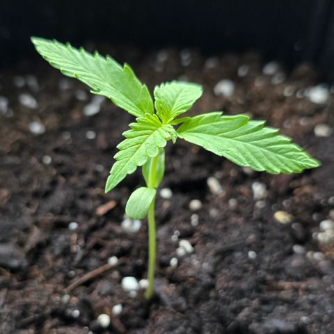 Grow No°1 - Hindu Kush growlog timeline photo