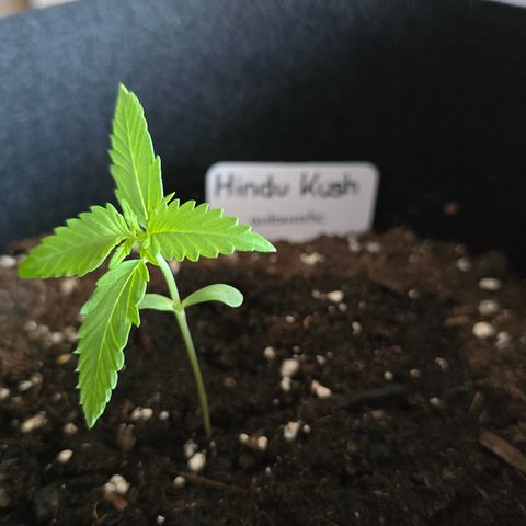 Grow No°1 - Hindu Kush growlog timeline photo
