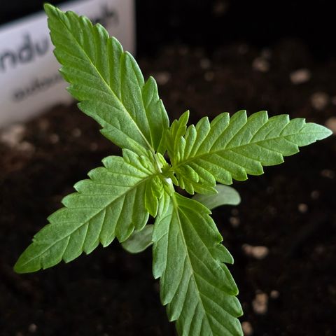Grow No°1 - Hindu Kush growlog timeline photo