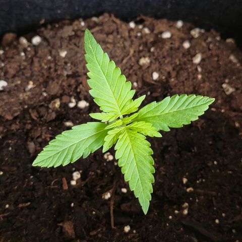 Grow No°1 - Hindu Kush growlog timeline photo