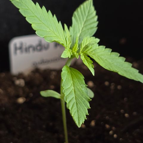 Grow No°1 - Hindu Kush growlog timeline photo