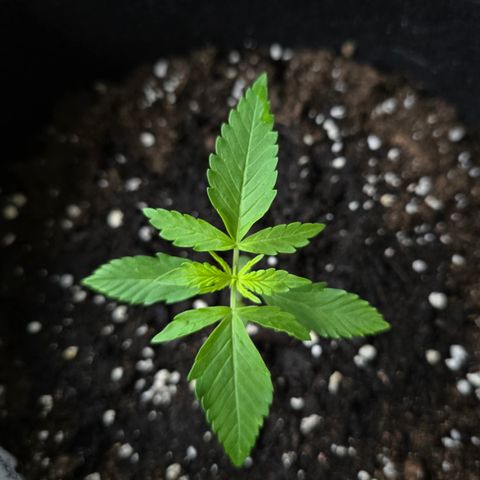 Grow No°1 - Hindu Kush growlog timeline photo