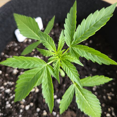 Grow No°1 - Hindu Kush growlog timeline photo