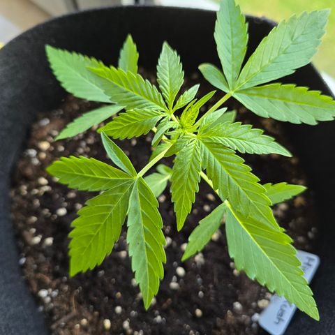 Grow No°1 - Hindu Kush growlog timeline photo