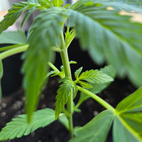 Grow No°1 - Hindu Kush growlog timeline photo