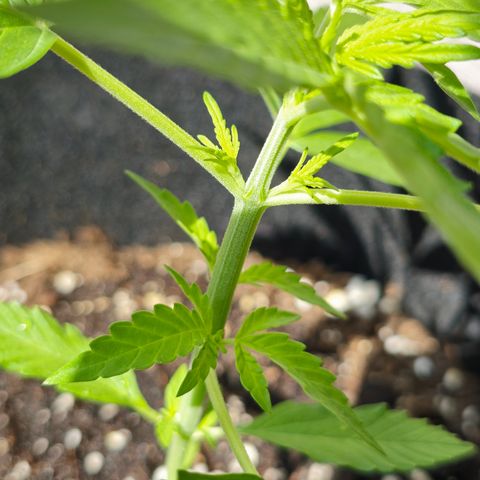 Grow No°1 - Hindu Kush growlog timeline photo