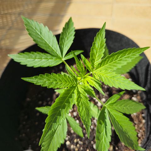 Grow No°1 - Hindu Kush growlog timeline photo