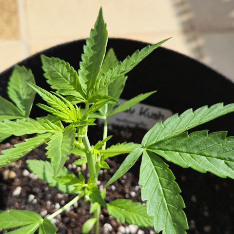 Grow No°1 - Hindu Kush growlog timeline photo