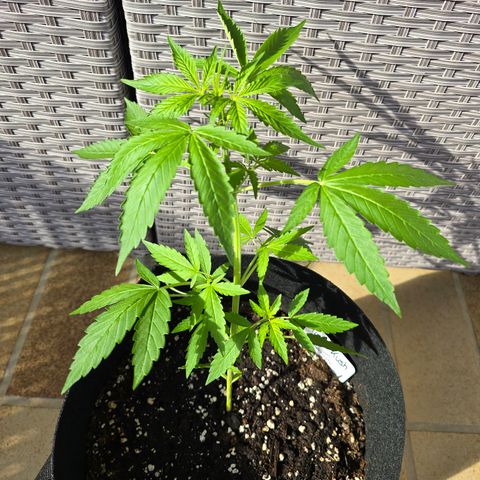 Grow No°1 - Hindu Kush growlog timeline photo