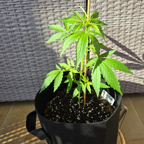 Grow No°1 - Hindu Kush growlog timeline photo