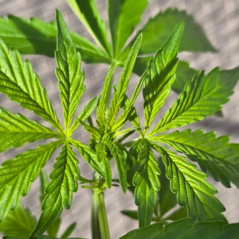 Grow No°1 - Hindu Kush growlog timeline photo