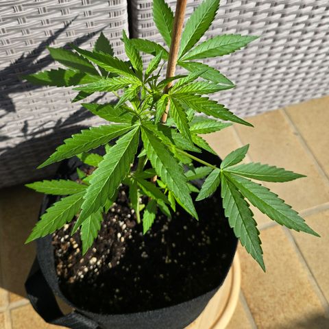 Grow No°1 - Hindu Kush growlog timeline photo