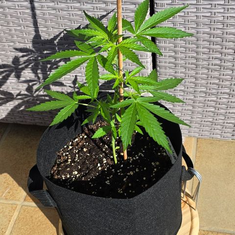 Grow No°1 - Hindu Kush growlog timeline photo