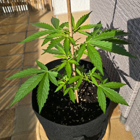 Grow No°1 - Hindu Kush growlog timeline photo