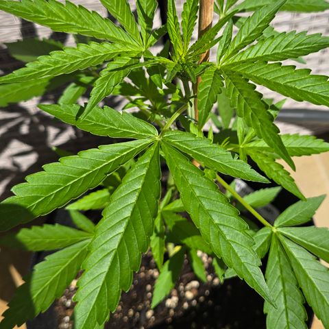 Grow No°1 - Hindu Kush growlog timeline photo