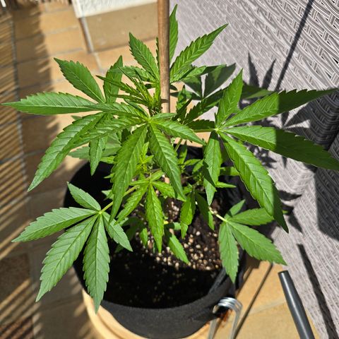 Grow No°1 - Hindu Kush growlog timeline photo