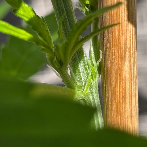 Grow No°1 - Hindu Kush growlog timeline photo