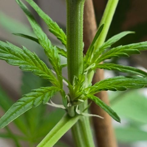 Grow No°1 - Hindu Kush growlog timeline photo