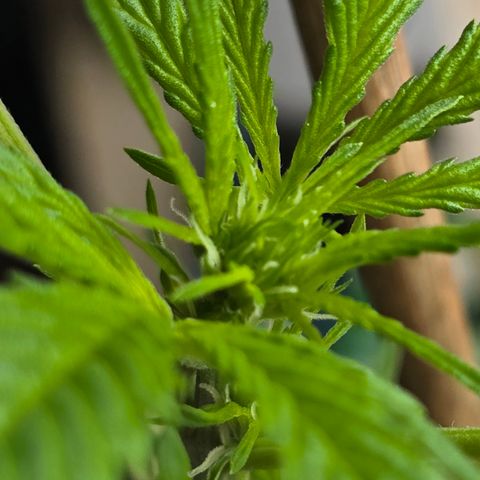 Grow No°1 - Hindu Kush growlog timeline photo