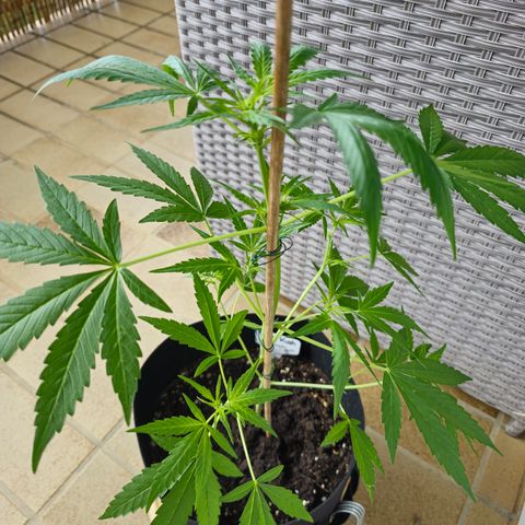 Grow No°1 - Hindu Kush growlog timeline photo