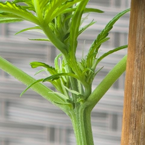 Grow No°1 - Hindu Kush growlog timeline photo
