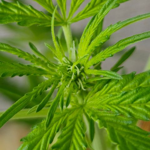 Grow No°1 - Hindu Kush growlog timeline photo