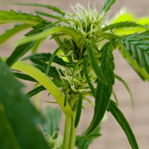Grow No°1 - Hindu Kush growlog timeline photo