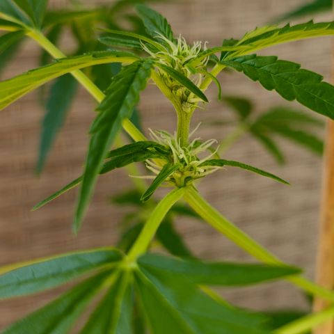 Grow No°1 - Hindu Kush growlog timeline photo