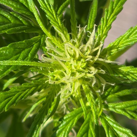 Grow No°1 - Hindu Kush growlog timeline photo