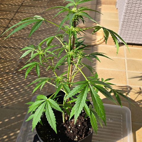 Grow No°1 - Hindu Kush growlog timeline photo