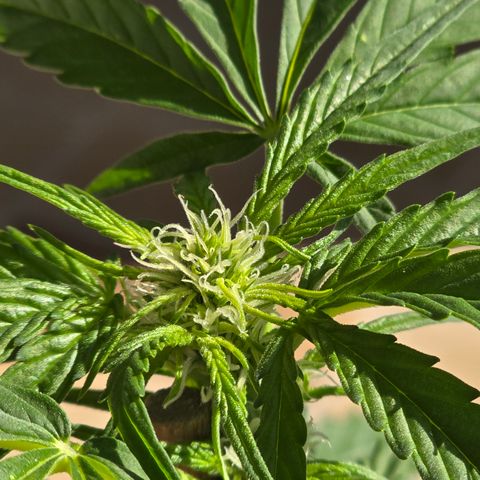 Grow No°1 - Hindu Kush growlog timeline photo
