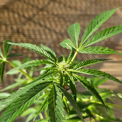 Grow No°1 - Hindu Kush growlog timeline photo