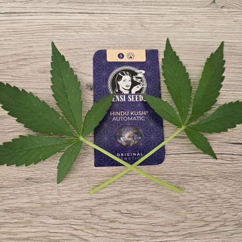 Grow No°1 - Hindu Kush growlog in Balkon