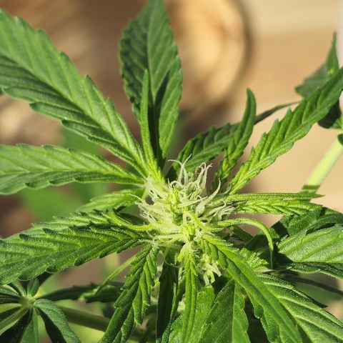Grow No°1 - Hindu Kush growlog timeline photo
