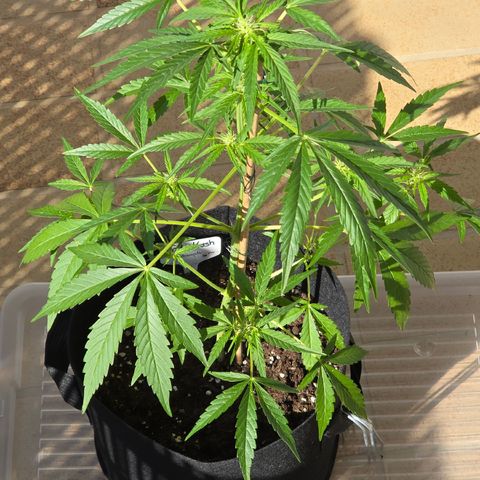 Grow No°1 - Hindu Kush growlog timeline photo