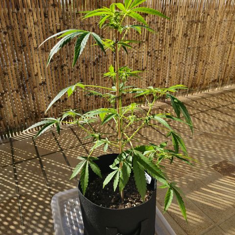 Grow No°1 - Hindu Kush growlog timeline photo
