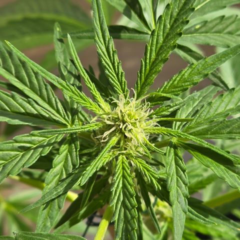 Grow No°1 - Hindu Kush growlog timeline photo