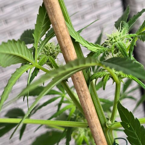 Grow No°1 - Hindu Kush growlog timeline photo