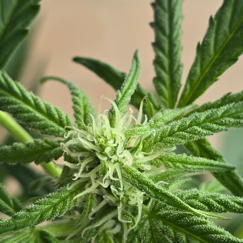 Grow No°1 - Hindu Kush growlog timeline photo