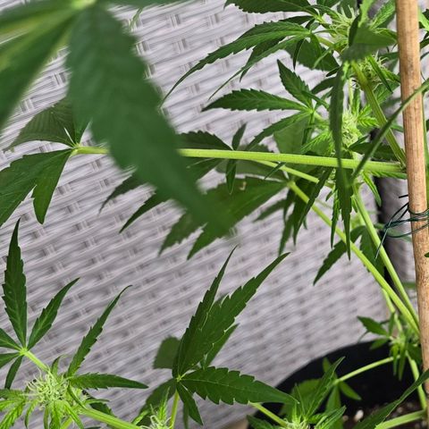 Grow No°1 - Hindu Kush growlog timeline photo