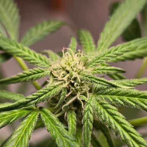 Grow No°1 - Hindu Kush growlog timeline photo