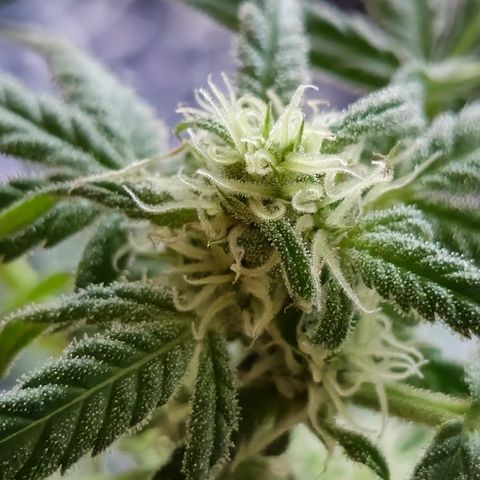 Grow No°1 - Hindu Kush growlog timeline photo