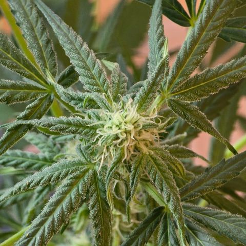 Grow No°1 - Hindu Kush growlog timeline photo