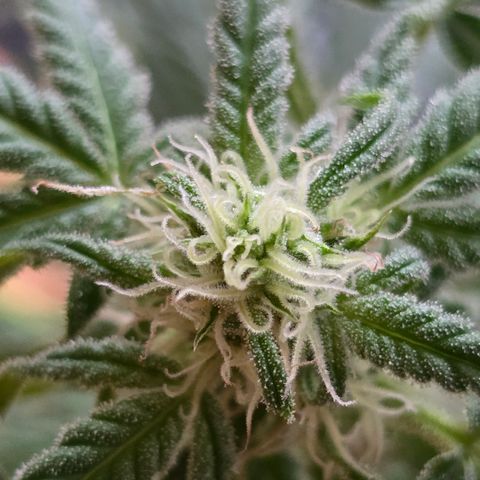 Grow No°1 - Hindu Kush growlog timeline photo