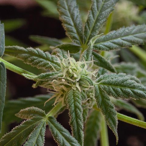Grow No°1 - Hindu Kush growlog timeline photo