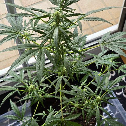 Grow No°1 - Hindu Kush growlog timeline photo