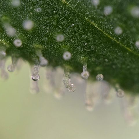 Grow No°1 - Hindu Kush growlog timeline photo