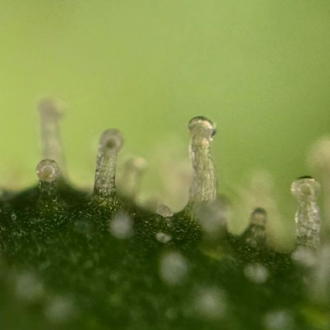 Grow No°1 - Hindu Kush growlog timeline photo